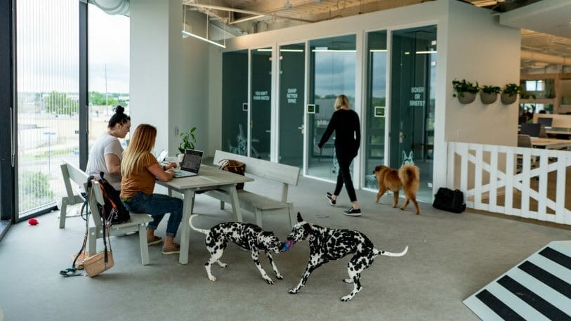 Bark Headquarters Bark Headquarters